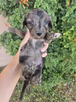 AKC Brittney's Dapple Girl, a female Dachshund for sale in Casa Grande, AZ – Photo 8 of 10