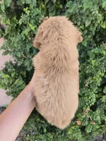 AKC Chloe's Girl, a female Golden Retriever for sale in Casa Grande, AZ – 5 of 5