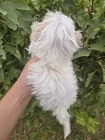 Lucy's Purebred Girl, a male Havanese for sale in Casa Grande, AZ – 4 of 5