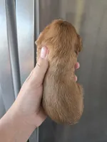 AKC Ruby Male - TEXT 520-254-7407, a male Cavalier King Charles Spaniel for sale in Casa Grande, AZ – 7 of 9