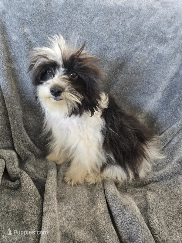 AKC Black & White Female, TEXT 520-254-7407 – Havanese puppy for sale in Casa Grande, AZ