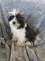 AKC Black & White Female, TEXT 520-254-7407, a female Havanese for sale in Casa Grande, AZ – 1 of 10