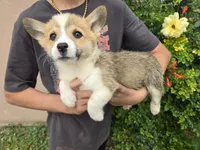 AKC Twix's Boy, a male Pembroke Welsh Corgi for sale in Casa Grande, AZ – Photo 4 of 8