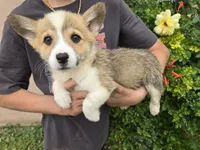 AKC Twix's Boy, a male Pembroke Welsh Corgi for sale in Casa Grande, AZ – Photo 5 of 8