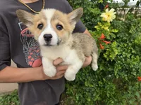 AKC Twix's Boy, a male Pembroke Welsh Corgi for sale in Casa Grande, AZ – Photo 3 of 8