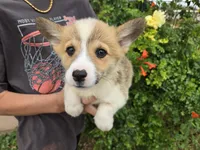 AKC Twix's Boy, a male Pembroke Welsh Corgi for sale in Casa Grande, AZ – Photo 2 of 8