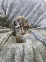 AKC Brindle Male, TEXT 520-254-7407, a male Dachshund for sale in Casa Grande, AZ – 8 of 10