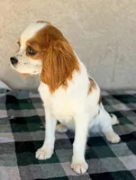 AKC Tulip, a female Cavalier King Charles Spaniel for sale in Casa Grande, AZ – Photo 2 of 5