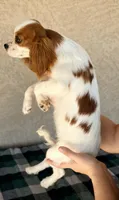 AKC Tulip, a female Cavalier King Charles Spaniel for sale in Casa Grande, AZ – Photo 3 of 5