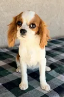 AKC Tulip, a female Cavalier King Charles Spaniel for sale in Casa Grande, AZ – Photo 1 of 5