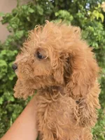 AKC Red Girl, a female Poodle - Miniature  for sale in Casa Grande, AZ – 6 of 9