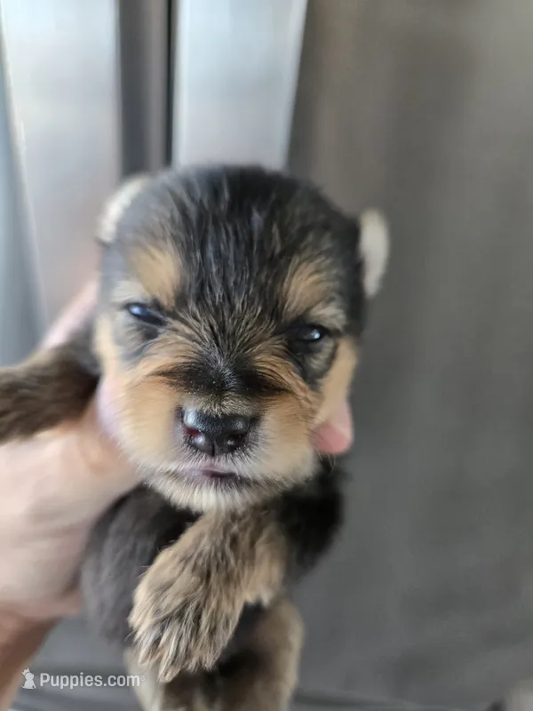 AKC Parents - Yorkie/Pomeranian Mix - TEXT 520-254-7407  – Pomeranian, Yorkshire Terrier puppy for sale in Casa Grande, AZ