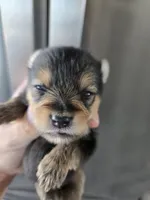 AKC Parents - Yorkie/Pomeranian Mix - TEXT 520-254-7407 , a male Pomeranian and Yorkshire Terrier for sale in Casa Grande, AZ – 1 of 10