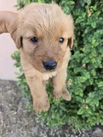 AKC Chloe's Boy, a male Golden Retriever for sale in Casa Grande, AZ – 3 of 6