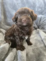 AKC Bisque's Brown Girl, TEXT 520-254-7407, a female Havanese for sale in Casa Grande, AZ – 8 of 10