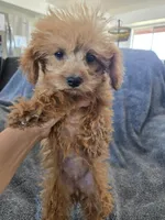 AKC Lily's Dark Red Female, a female Poodle - Miniature  for sale in Casa Grande, AZ – Photo 5 of 10