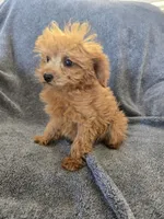 AKC Lily's Dark Red Female, a female Poodle - Miniature  for sale in Casa Grande, AZ – Photo 3 of 10