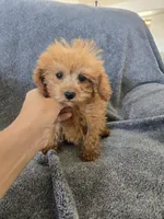 AKC Lily's Dark Red Female, a female Poodle - Miniature  for sale in Casa Grande, AZ – Photo 8 of 10