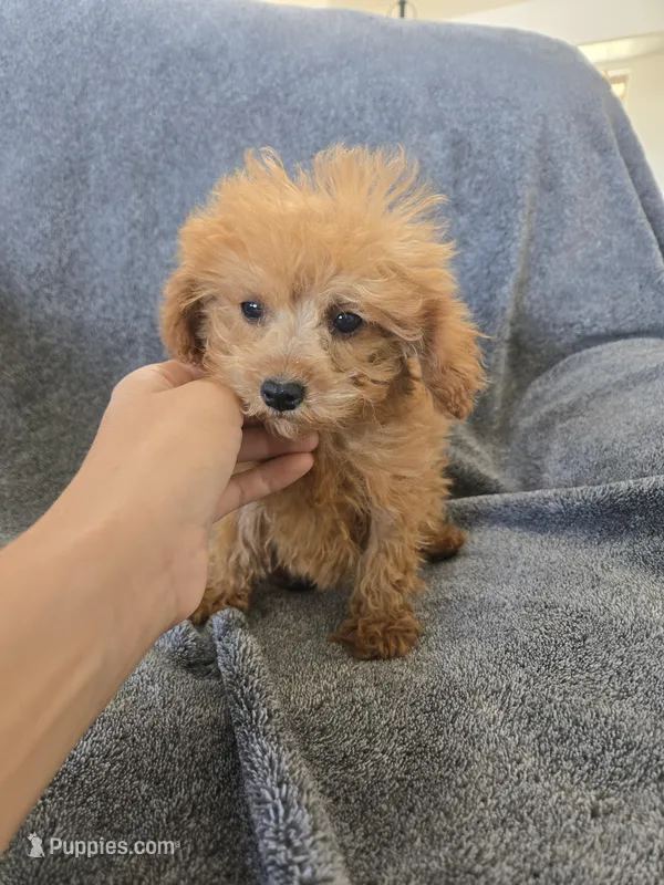 AKC Lily's Dark Red Female – Poodle - Miniature  puppy for sale in Casa Grande, AZ