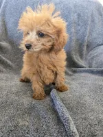 AKC Lily's Dark Red Female, a female Poodle - Miniature  for sale in Casa Grande, AZ – Photo 10 of 10