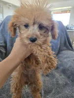 AKC Lily's Dark Red Female, a female Poodle - Miniature  for sale in Casa Grande, AZ – Photo 4 of 10