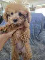 AKC Lily's Dark Red Female, a female Poodle - Miniature  for sale in Casa Grande, AZ – Photo 6 of 10