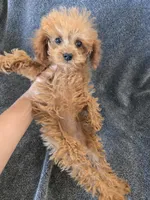 AKC Lily's Dark Red Female, a female Poodle - Miniature  for sale in Casa Grande, AZ – Photo 9 of 10