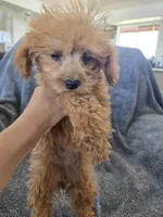 AKC Lily's Dark Red Female, a female Poodle - Miniature  for sale in Casa Grande, AZ – Photo 7 of 10