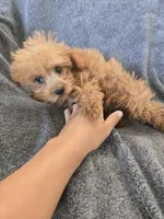 AKC Lily's Dark Red Female, a female Poodle - Miniature  for sale in Casa Grande, AZ – Photo 2 of 10