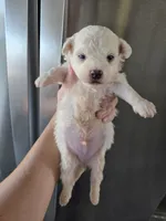 AKC Male Bichon - TEXT 520-254-7407 , a male Bichon Frise for sale in Casa Grande, AZ – 6 of 8