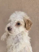 AKC Female, a female Poodle - Toy  for sale in Casa Grande, AZ – 3 of 8