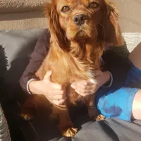 AKC Holly's Blenheim Male, a male Cavalier King Charles Spaniel for sale in Casa Grande, AZ – Photo 10 of 10