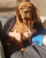 AKC Holly's Blenheim Male, a male Cavalier King Charles Spaniel for sale in Casa Grande, AZ – Photo 10 of 10