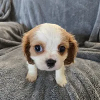 AKC Holly's Blenheim Male, a male Cavalier King Charles Spaniel for sale in Casa Grande, AZ – Photo 2 of 10