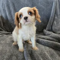 AKC Holly's Blenheim Male, a male Cavalier King Charles Spaniel for sale in Casa Grande, AZ – Photo 4 of 10