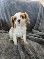 AKC Holly's Blenheim Male, a male Cavalier King Charles Spaniel for sale in Casa Grande, AZ – Photo 4 of 10