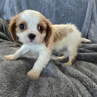 AKC Holly's Blenheim Male, a male Cavalier King Charles Spaniel for sale in Casa Grande, AZ – Photo 3 of 10