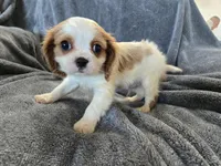 AKC Holly's Blenheim Male, a male Cavalier King Charles Spaniel for sale in Casa Grande, AZ – Photo 3 of 10