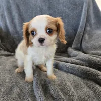 AKC Holly's Blenheim Male, a male Cavalier King Charles Spaniel for sale in Casa Grande, AZ – Photo 7 of 10