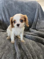 AKC Holly's Blenheim Male, a male Cavalier King Charles Spaniel for sale in Casa Grande, AZ – Photo 7 of 10