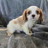 AKC Holly's Blenheim Male, a male Cavalier King Charles Spaniel for sale in Casa Grande, AZ – Photo 5 of 10