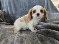 AKC Holly's Blenheim Male, a male Cavalier King Charles Spaniel for sale in Casa Grande, AZ – Photo 5 of 10