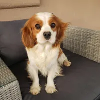 AKC Holly's Blenheim Male, a male Cavalier King Charles Spaniel for sale in Casa Grande, AZ – Photo 9 of 10