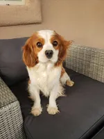 AKC Holly's Blenheim Male, a male Cavalier King Charles Spaniel for sale in Casa Grande, AZ – Photo 9 of 10