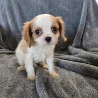 AKC Holly's Blenheim Male, a male Cavalier King Charles Spaniel for sale in Casa Grande, AZ – Photo 8 of 10