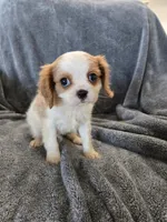 AKC Holly's Blenheim Male, a male Cavalier King Charles Spaniel for sale in Casa Grande, AZ – Photo 8 of 10