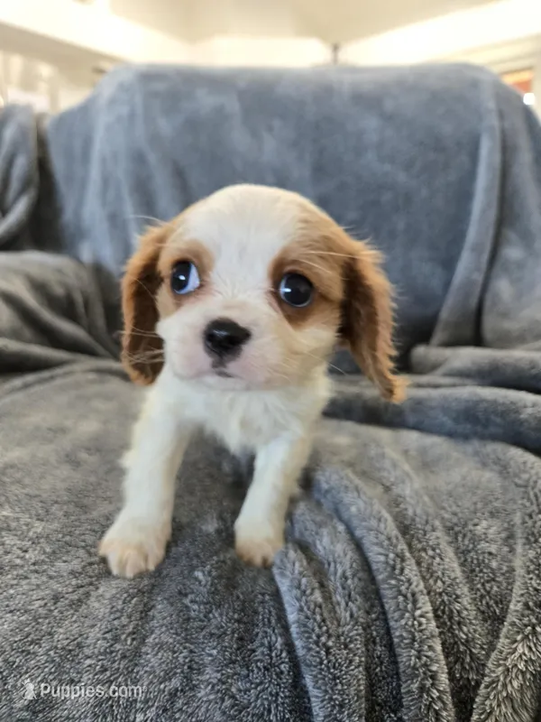 AKC Holly's Blenheim Male