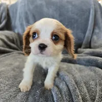 AKC Holly's Blenheim Male, a male Cavalier King Charles Spaniel for sale in Casa Grande, AZ – Photo 1 of 10