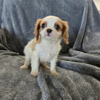 AKC Holly's Blenheim Male, a male Cavalier King Charles Spaniel for sale in Casa Grande, AZ – Photo 6 of 10