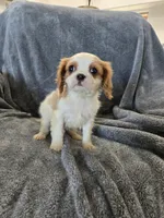 AKC Holly's Blenheim Male, a male Cavalier King Charles Spaniel for sale in Casa Grande, AZ – Photo 6 of 10